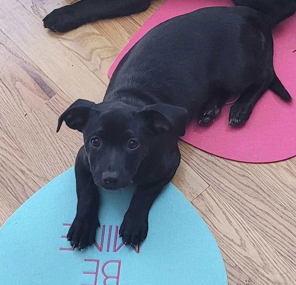 NOELLE - Maltese / Labrador Retriever available for adoption