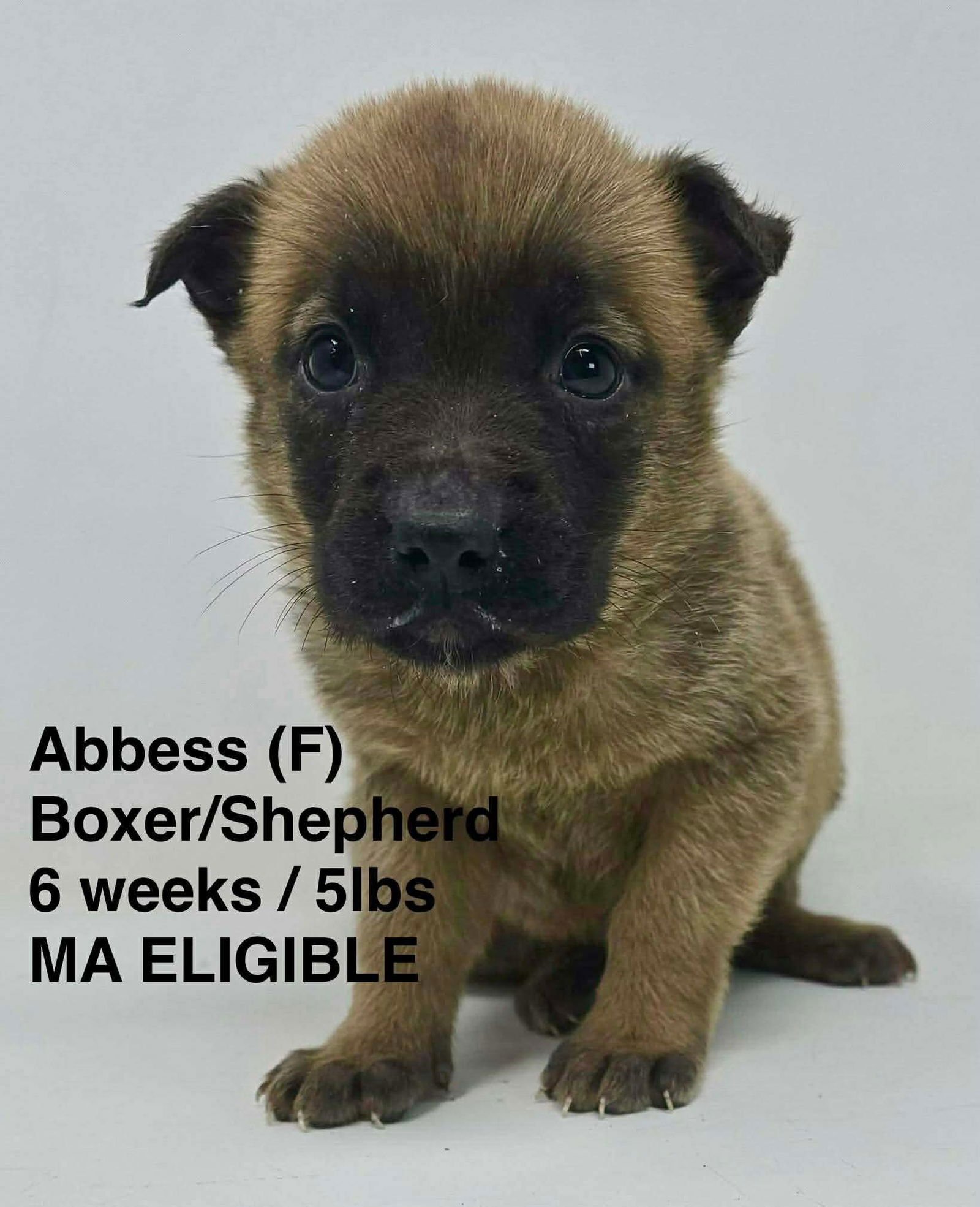 ABBESS - Shepherd / Boxer available for adoption
