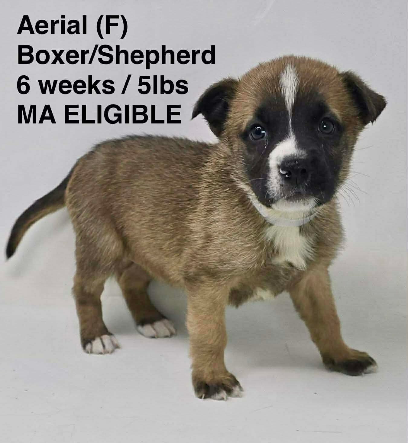 AERIAL - Shepherd / Boxer available for adoption