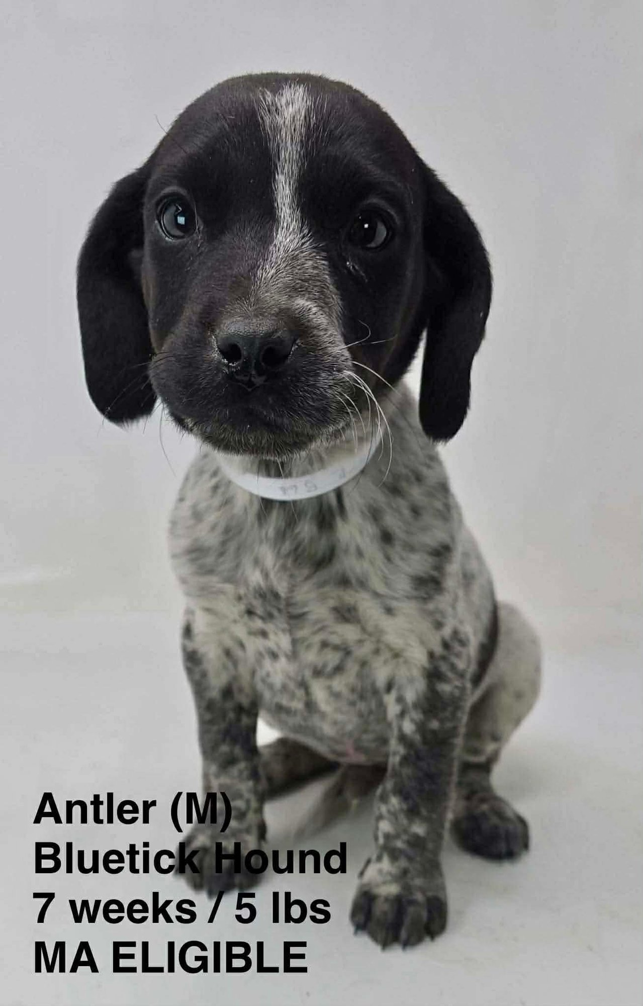 ANTLER - Bluetick Coonhound available for adoption