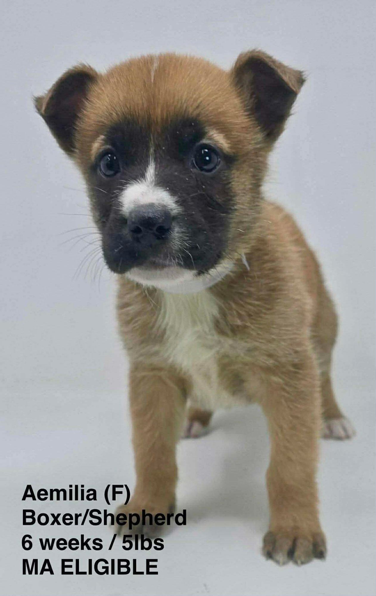 AEMILIA - Shepherd / Boxer available for adoption