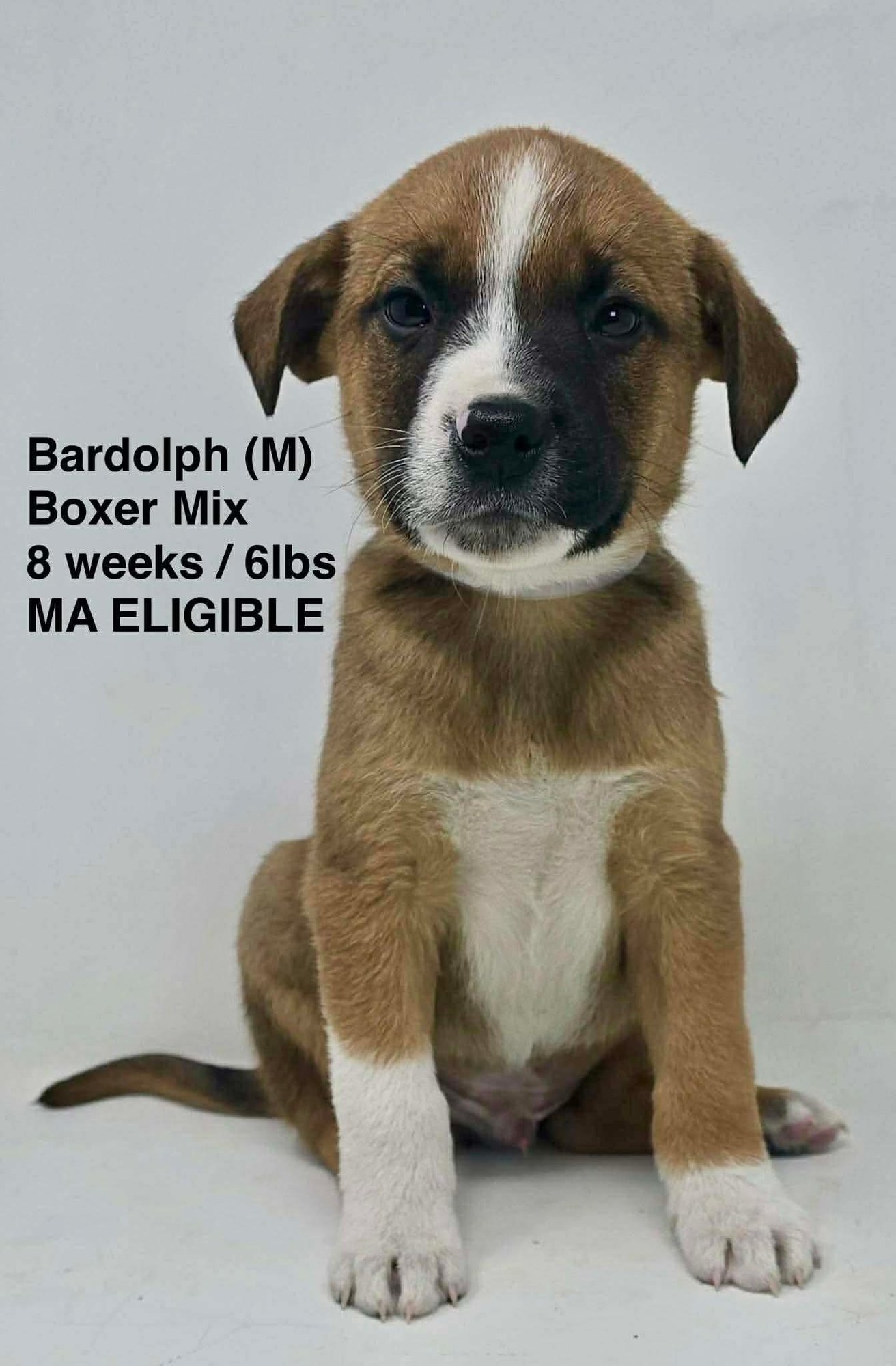 BARDOLPH - Boxer available for adoption