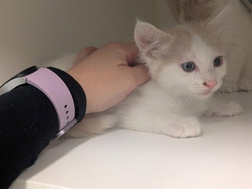 A163403 - Domestic Short Hair available for adoption