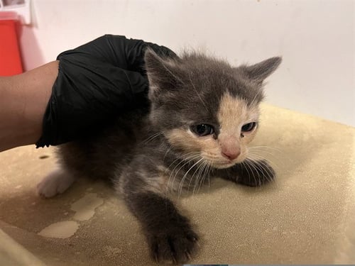 PEPPER - Domestic Short Hair available for adoption