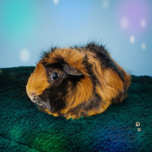 A165422 - Guinea Pig available for adoption
