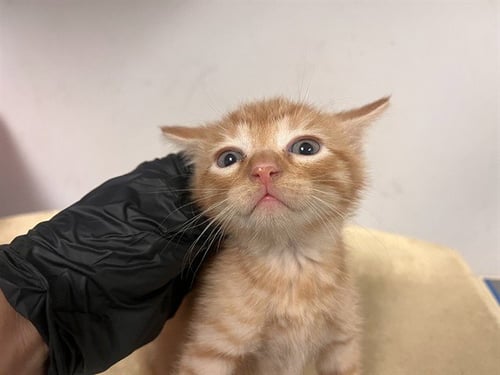 A165835 - Domestic Short Hair available for adoption