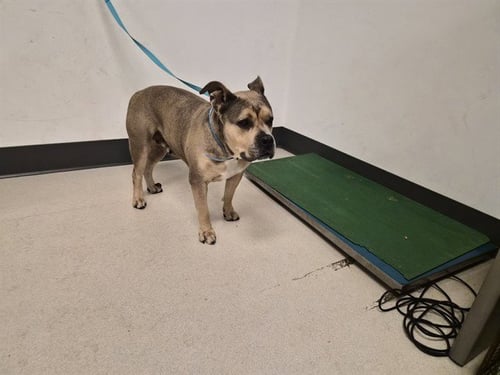 CASHMERE - Pit Bull Terrier for adoption in Corona