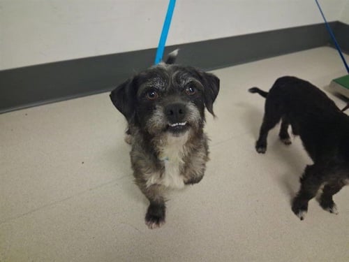 LITTLE JOHN - Terrier available for adoption