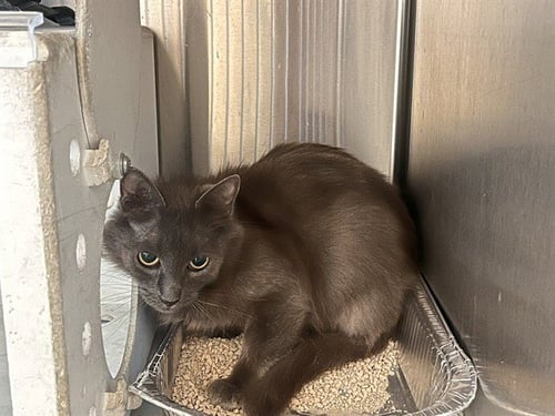 A164501 - Domestic Medium Hair available for adoption