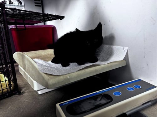 A164355 - Domestic Short Hair for adoption in Corona