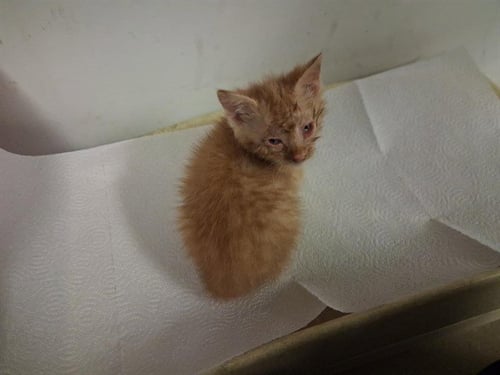 A163902 - Domestic Medium Hair for adoption in Corona