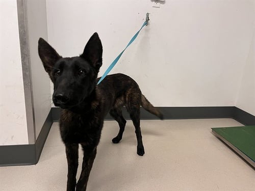 A163433 - Dutch Shepherd available for adoption