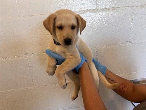 A164565 - German Shepherd Dog available for adoption