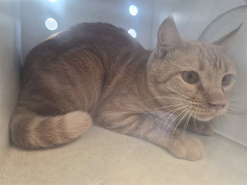 A165730 - Domestic Short Hair available for adoption