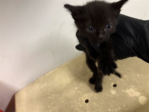 A163497 - Domestic Short Hair for adoption in Irvine