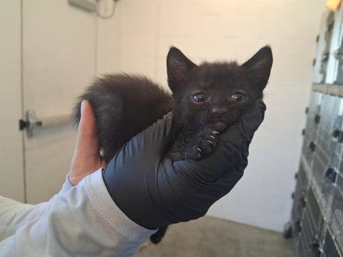 A163931 - Domestic Short Hair available for adoption