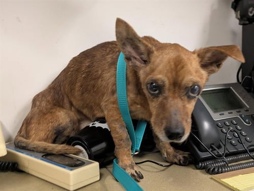 ROO - Chihuahua available for adoption