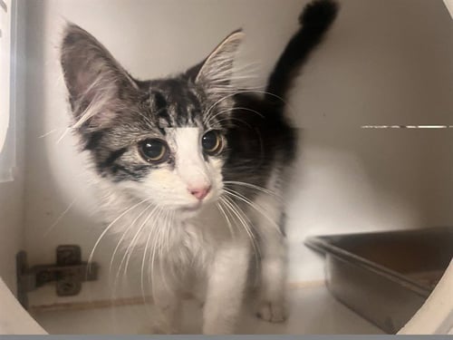 A164999 - Domestic Medium Hair available for adoption