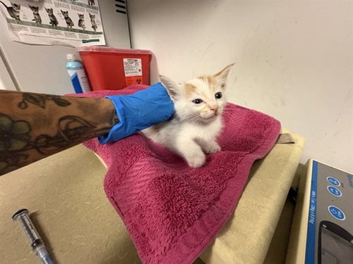 A165330 - Domestic Short Hair available for adoption