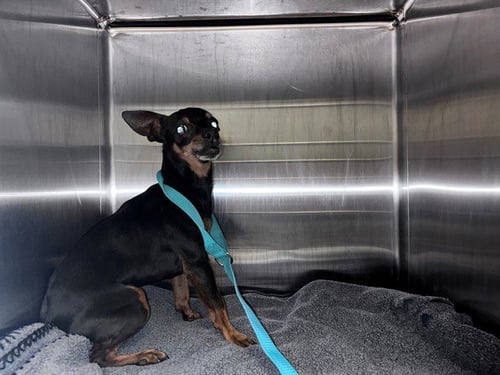 HERMES - Miniature Pinscher available for adoption
