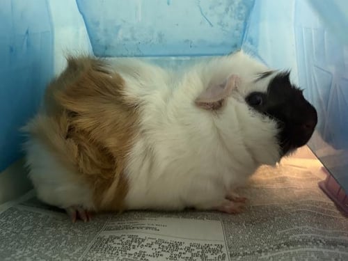 A165657 - Guinea Pig available for adoption