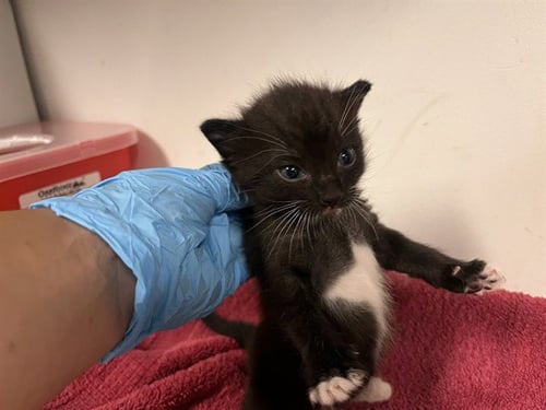 A164961 - Domestic Short Hair available for adoption