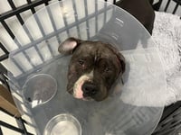 HARVEY - Photo 1