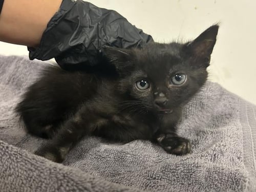 A165936 - Domestic Short Hair available for adoption