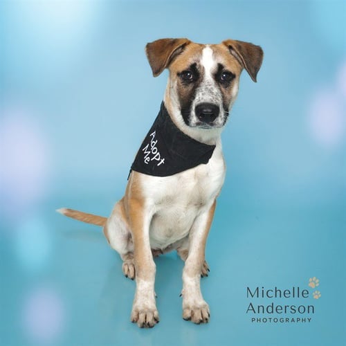 HAPPY - Black Mouth Cur available for adoption
