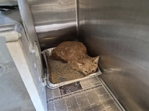 A164922 - Domestic Short Hair available for adoption