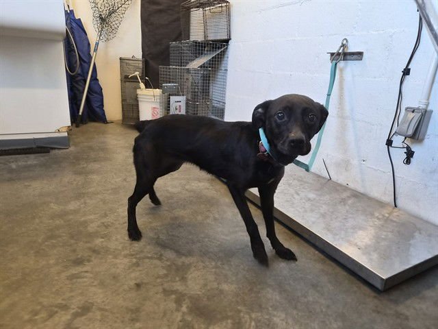 SHEILA - Terrier available for adoption