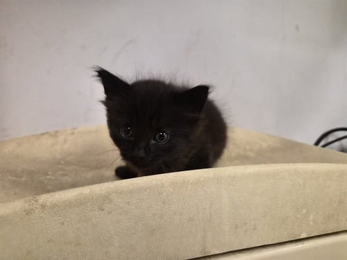 A163345 - Domestic Short Hair for adoption in Irvine