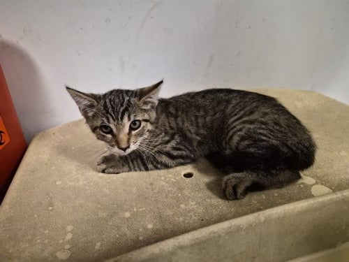 A165106 - Domestic Short Hair available for adoption