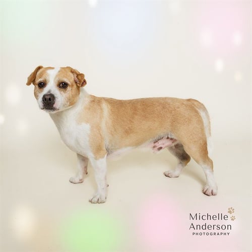 WYATT - Terrier for adoption in Corona
