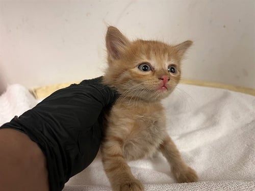 A165714 - Domestic Short Hair available for adoption