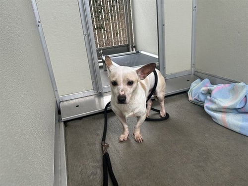 SNOW - Terrier available for adoption