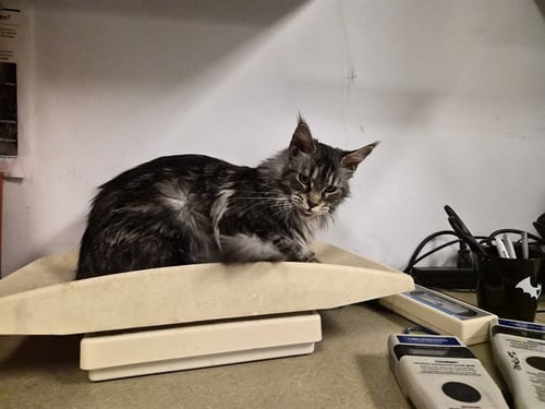 A163253 - Maine Coon available for adoption