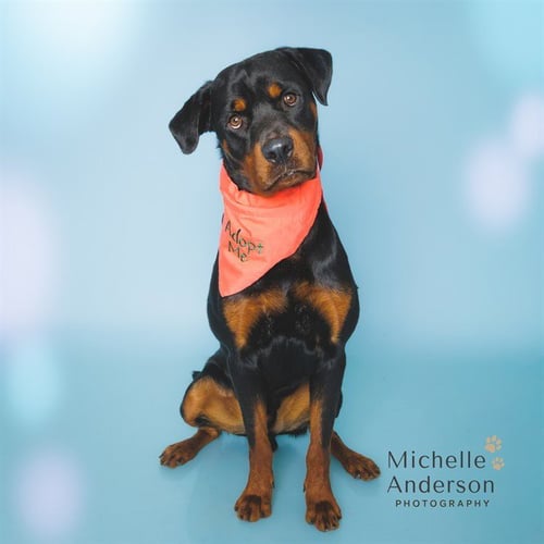 BARNABY - Rottweiler available for adoption
