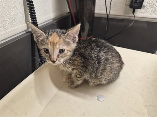 A164974 - Domestic Short Hair available for adoption
