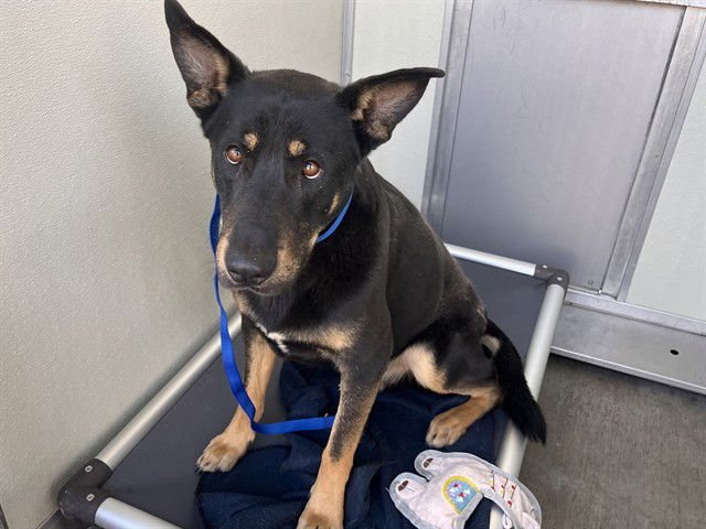 MURPHY - German Shepherd Dog available for adoption