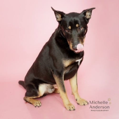MURPHY - German Shepherd Dog available for adoption