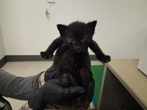 A164295 - Domestic Short Hair available for adoption