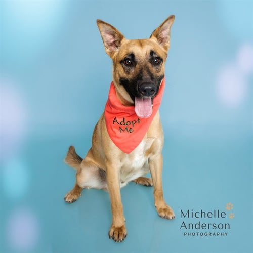 LUKE - Belgian Shepherd Malinois available for adoption