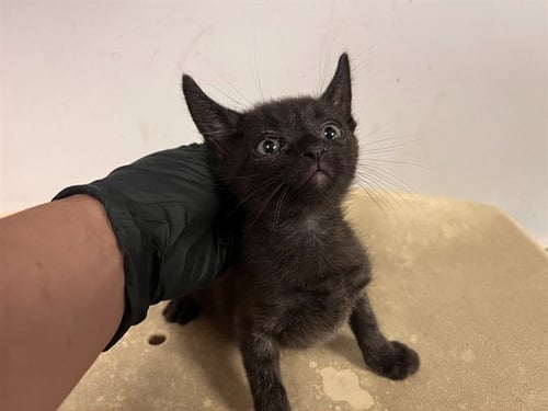 A163531 - Domestic Short Hair available for adoption