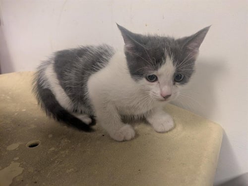 A163273 - Domestic Short Hair available for adoption