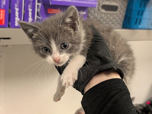 A163561 - Domestic Short Hair available for adoption