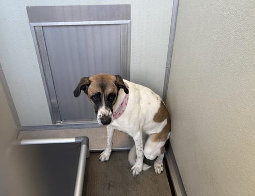 A165894 - Australian Shepherd available for adoption