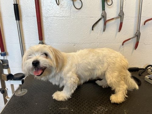 A164867 - Lhasa Apso available for adoption