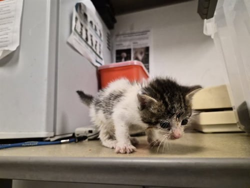 A163819 - Domestic Short Hair for adoption in Corona