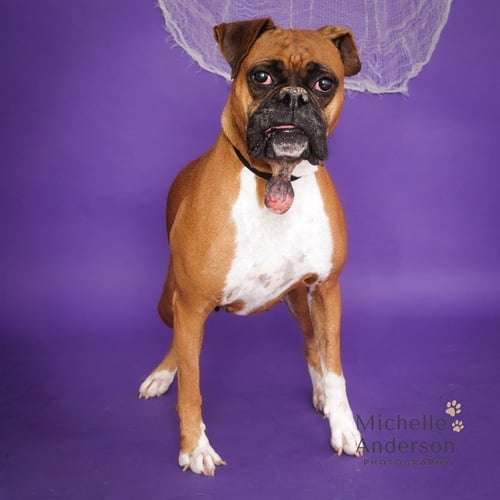 HATTIE - Boxer available for adoption